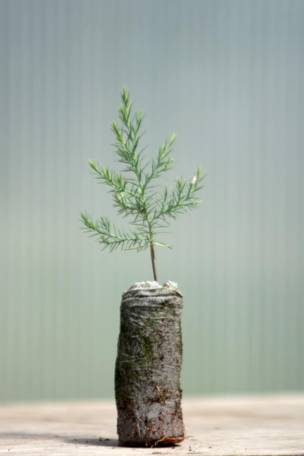 Rocky Mountain Juniper