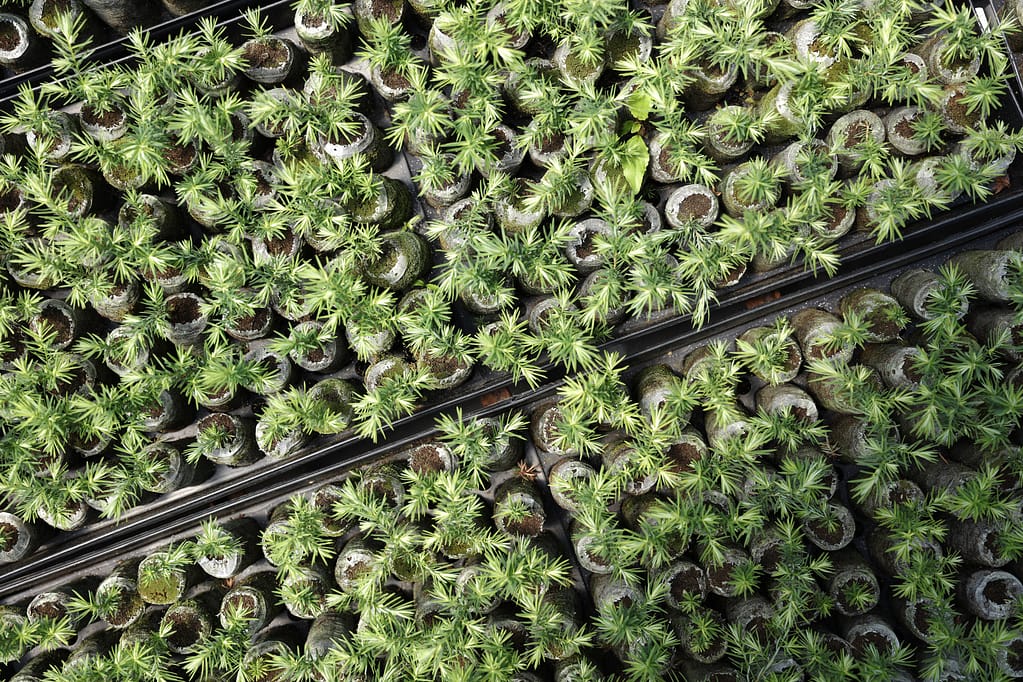 Vans Pines Seedlings