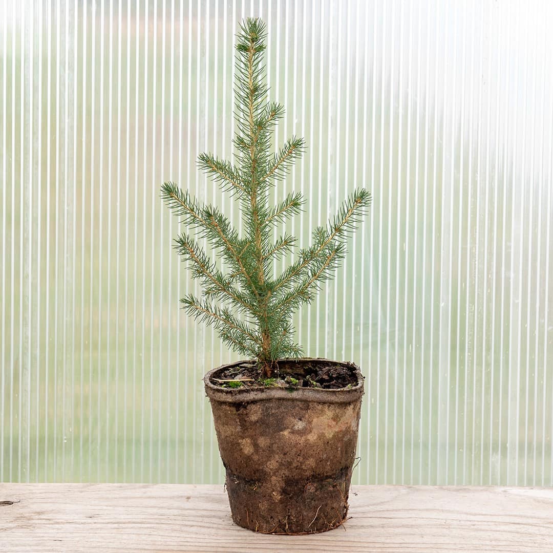 Black Hills Spruce - Image 3