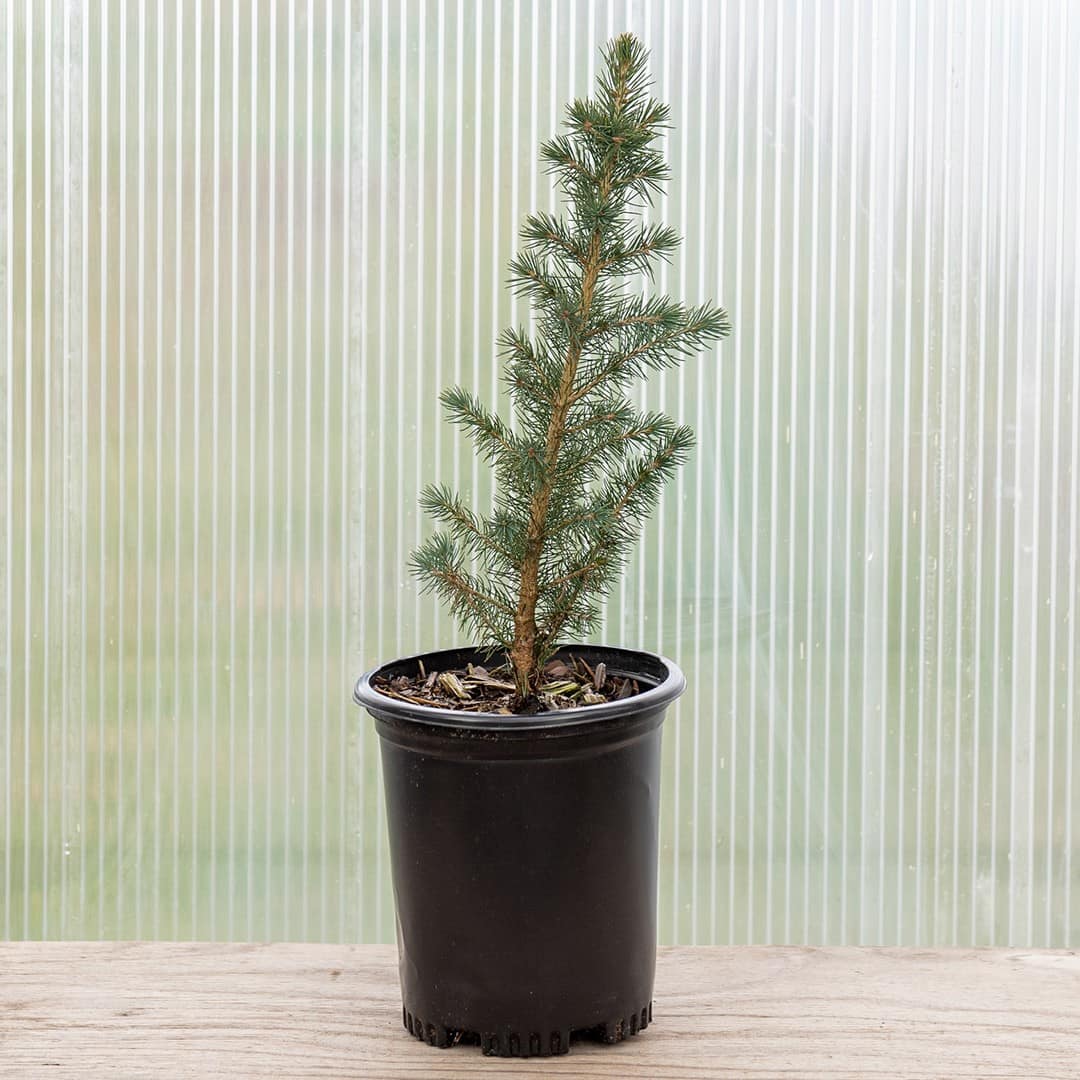 Black Hills Spruce - Image 2