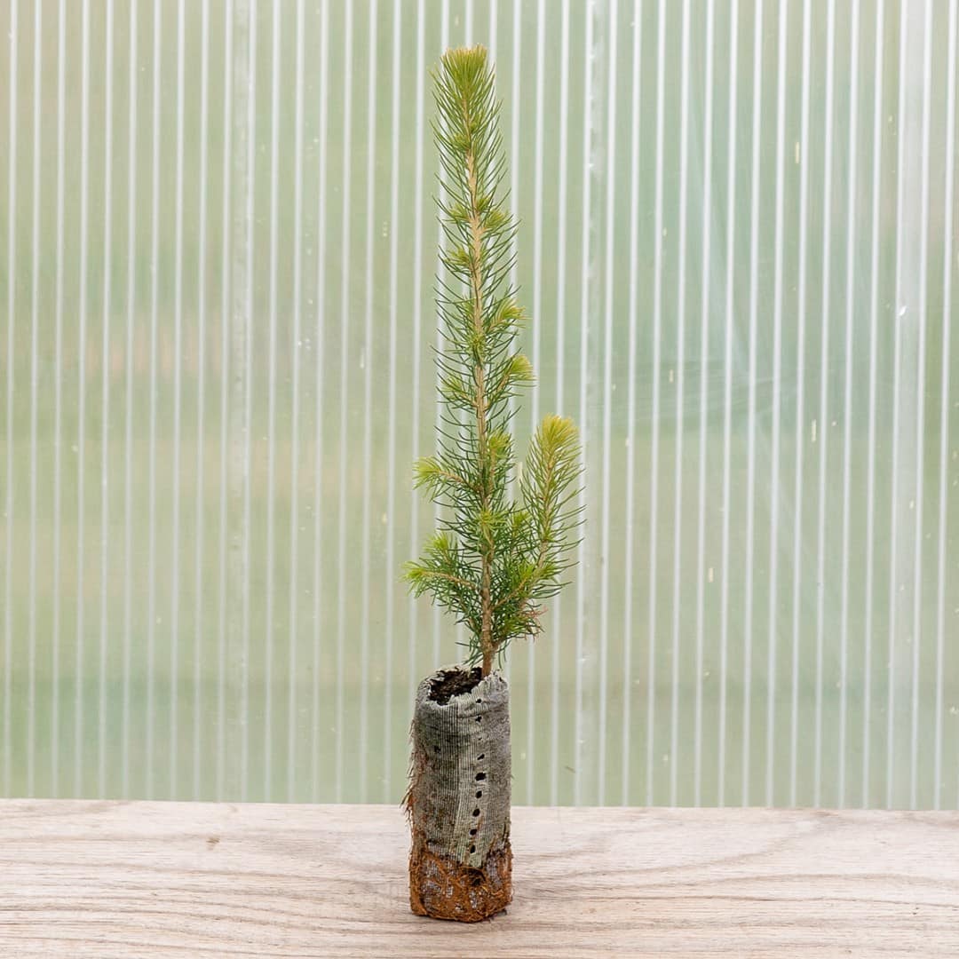 Black Hills Spruce - Image 4