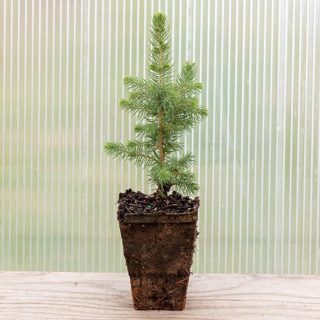 Colorado Blue Spruce ‘Apache’ - Image 3