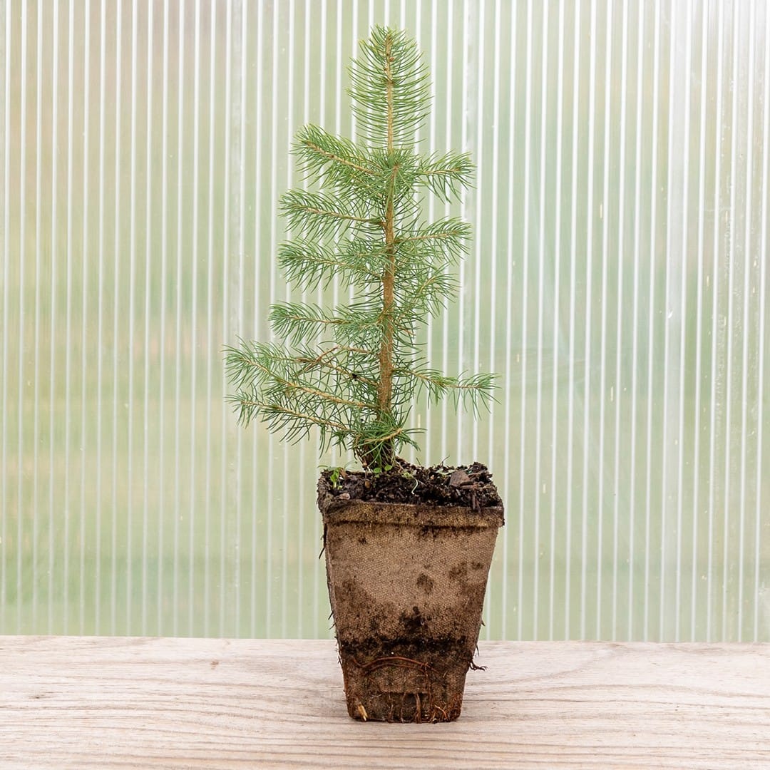 Colorado Blue Spruce ‘Majestic’ - Image 4