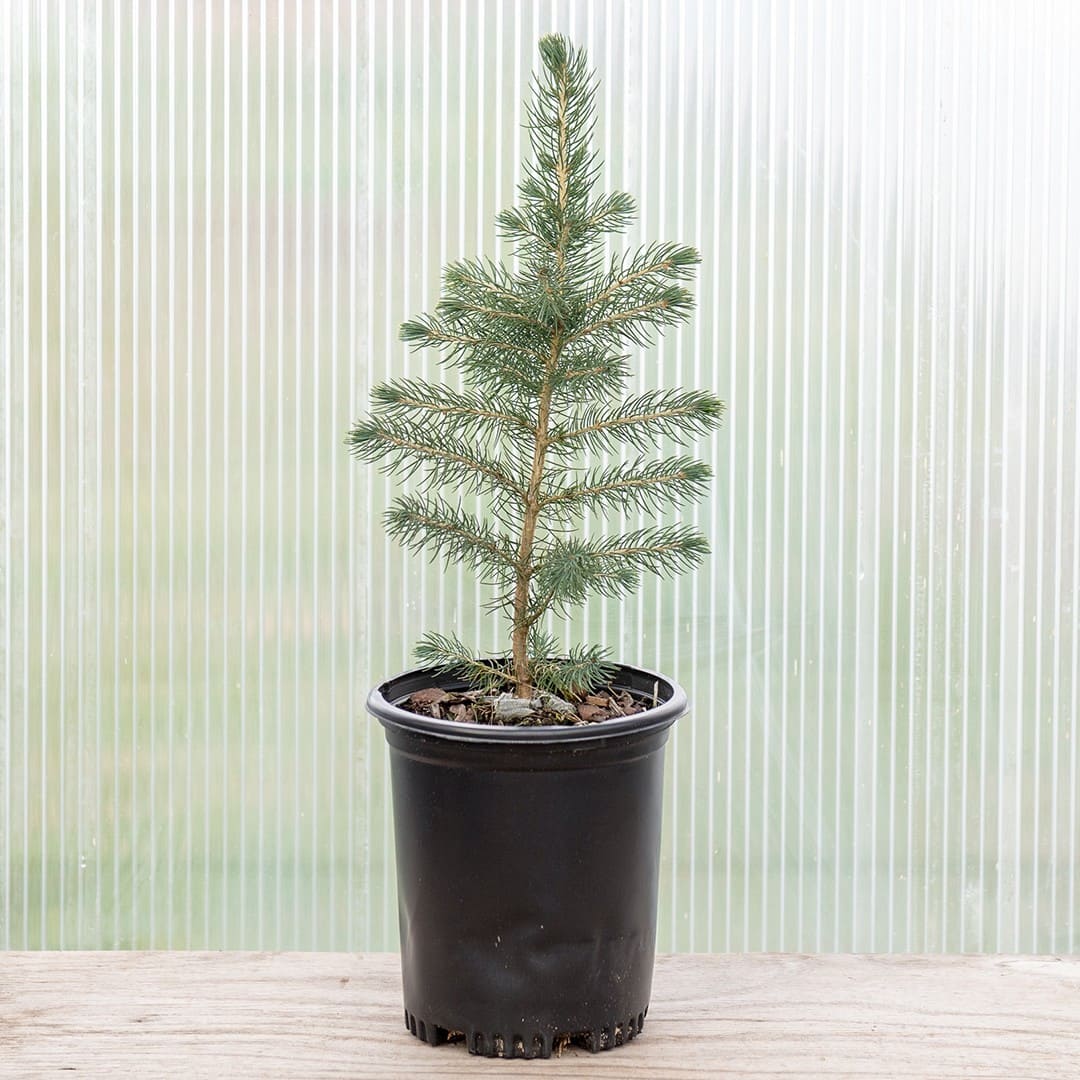 Colorado Blue Spruce ‘Majestic’ - Image 2