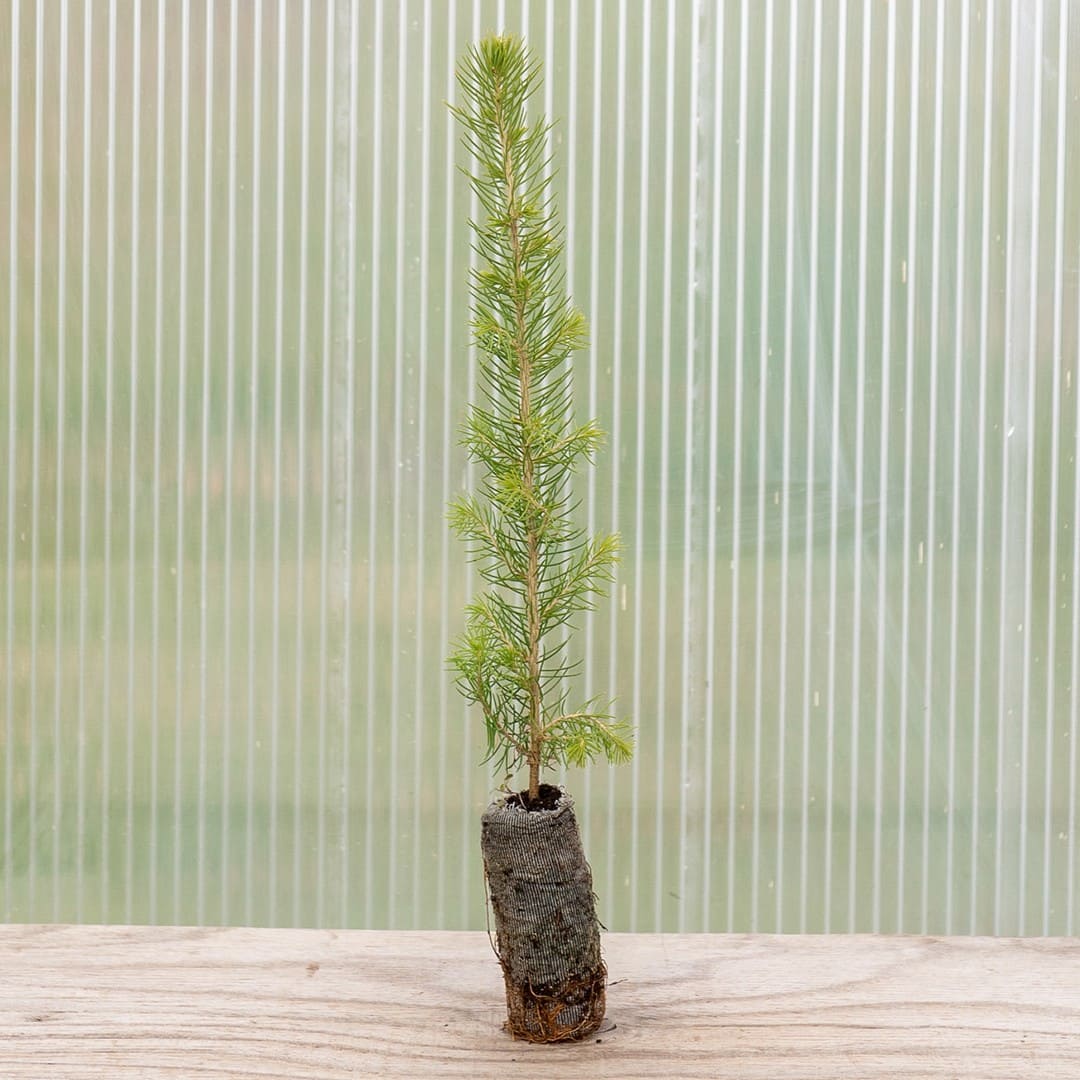 Colorado Blue Spruce ‘Majestic’ - Image 5
