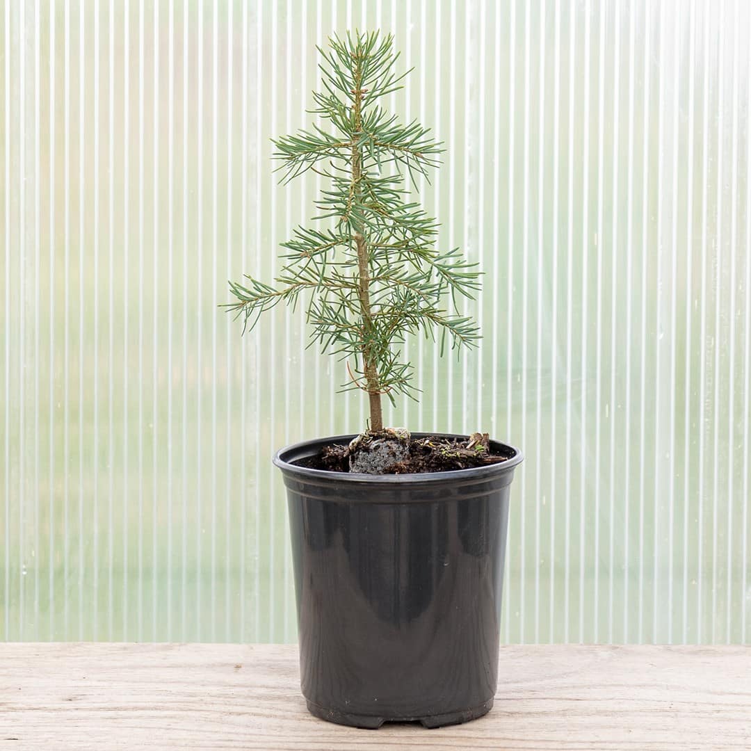 Concolor Fir ‘Santa Fe’