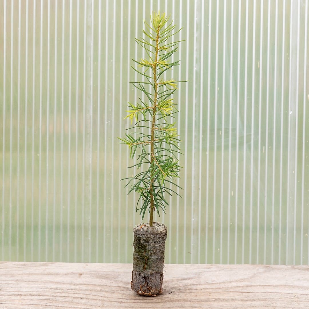 Concolor Fir ‘Santa Fe’ - Image 2