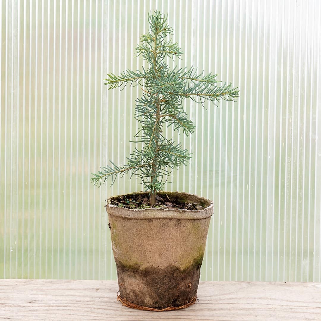 Concolor Fir ‘Swifts Silver’ - Image 3