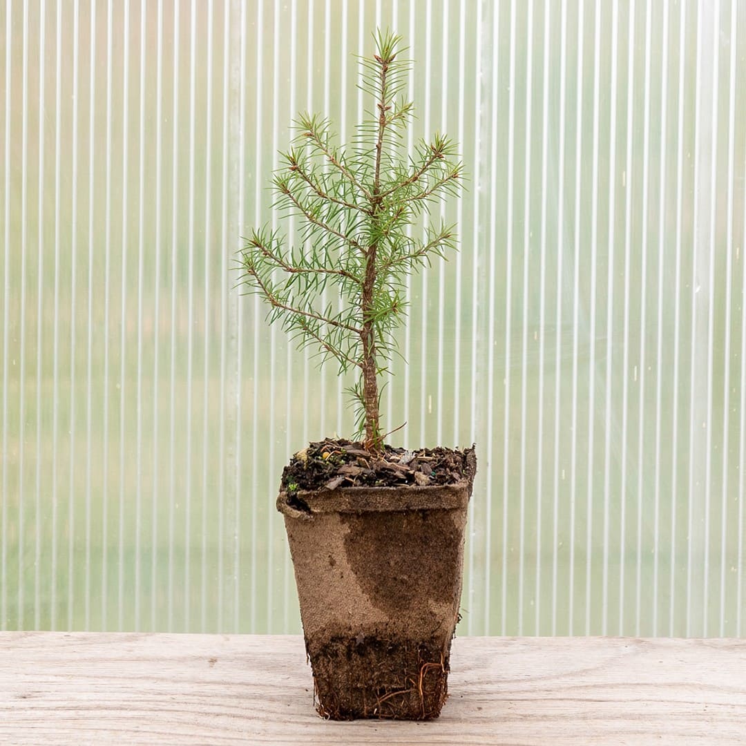 Douglas Fir Green ‘British Columbia’ - Image 3