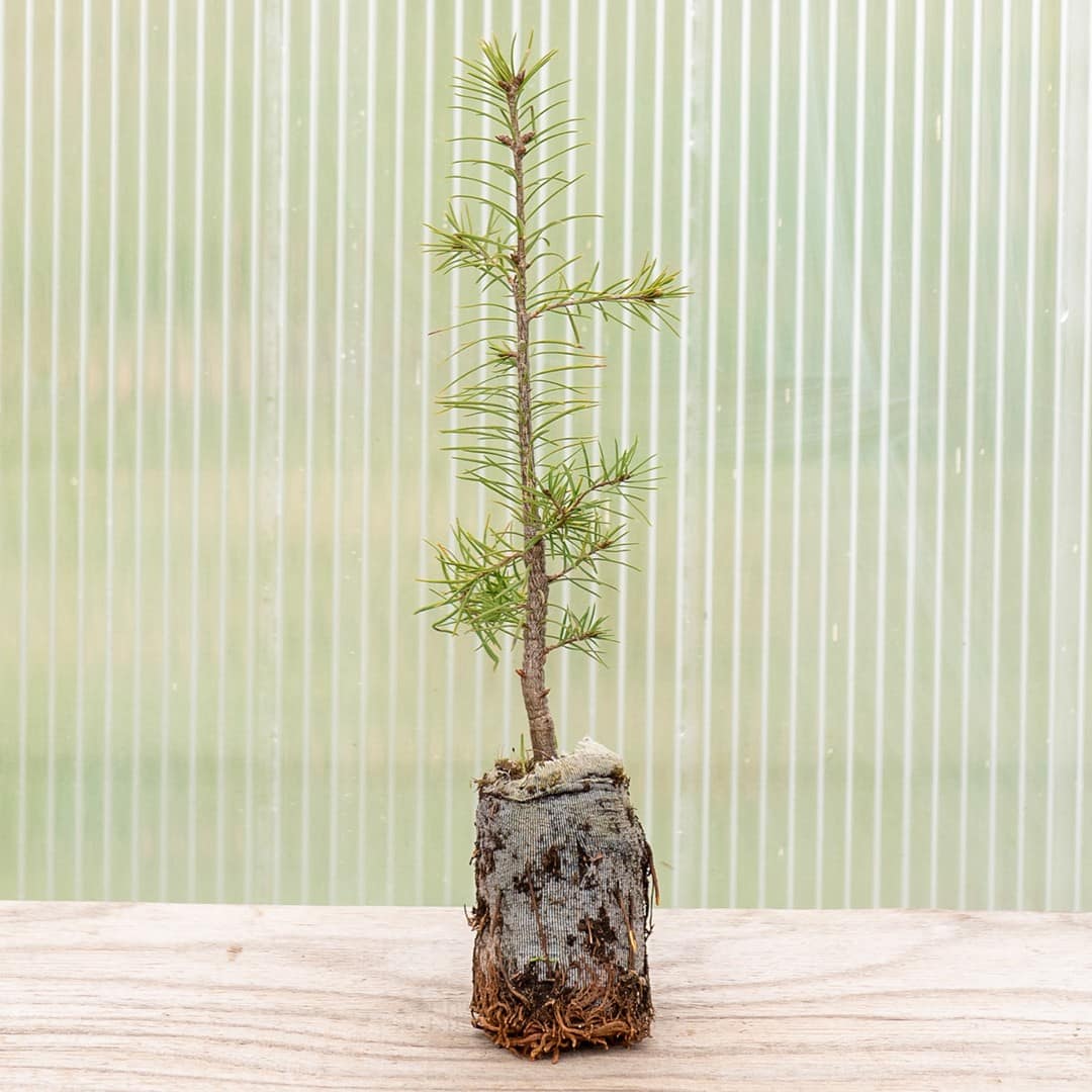 Douglas Fir Green ‘British Columbia’ - Image 4