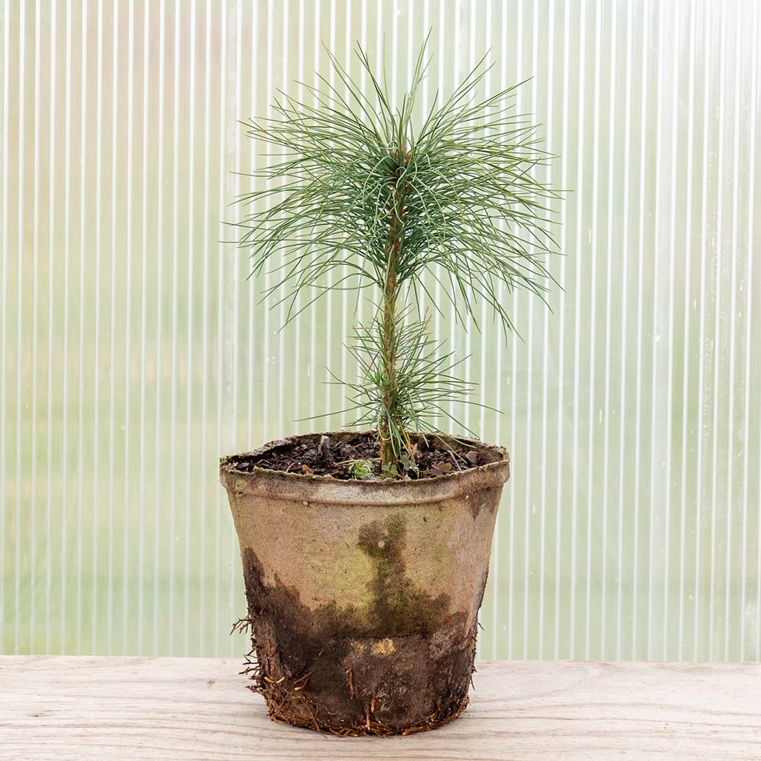 Eastern White Pine - Image 3