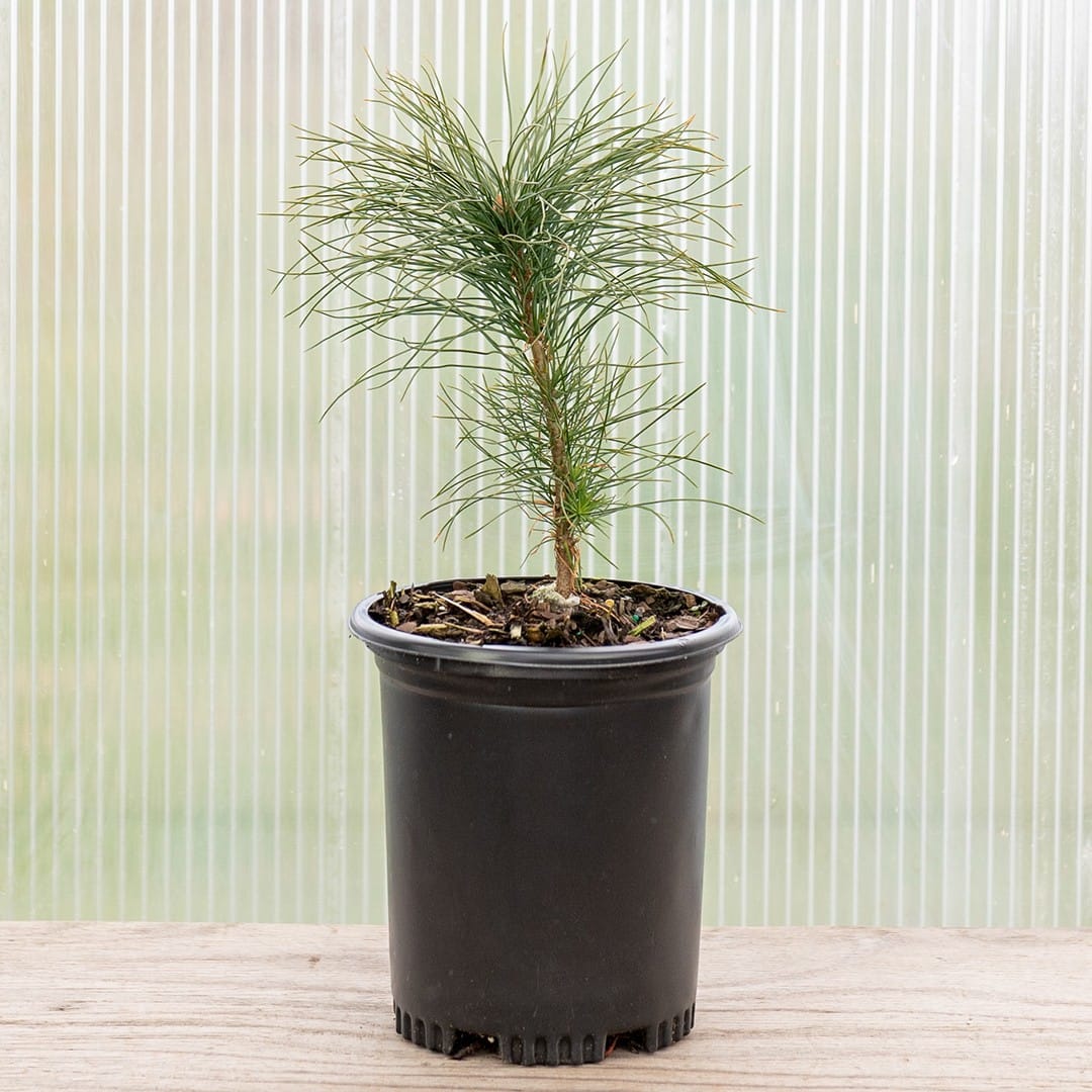 Eastern White Pine - Image 2