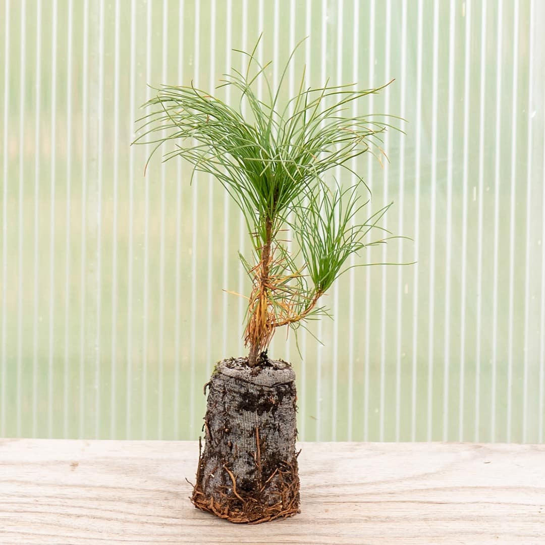 Eastern White Pine - Image 4