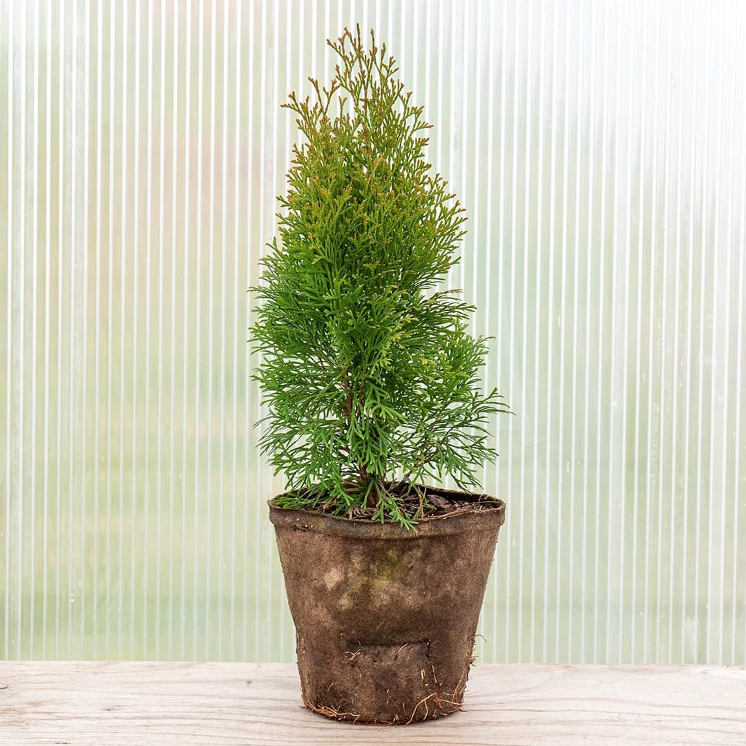 Emerald Beauty Arborvitae - Image 2