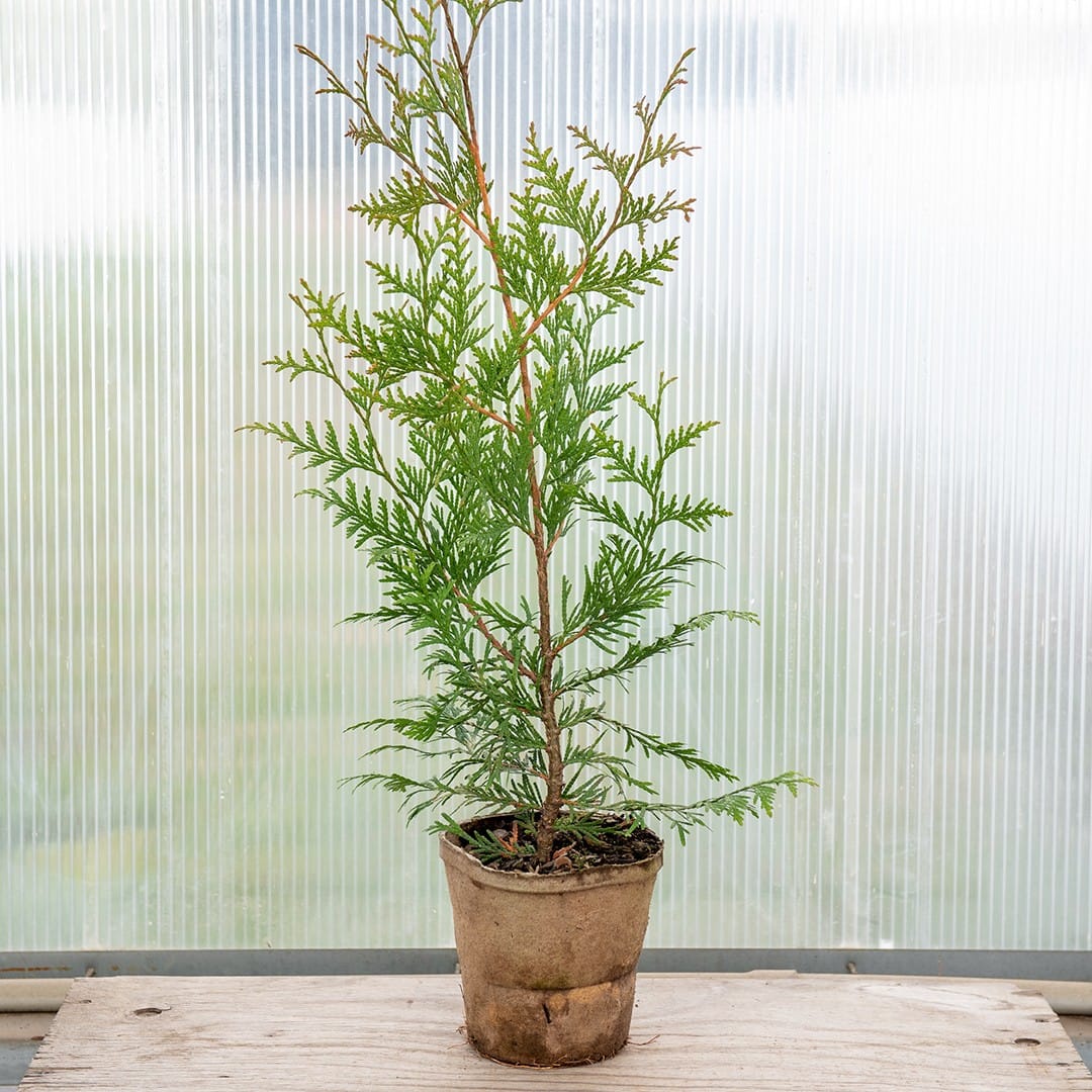 ‘Green Giant’ Arborvitae - Image 3