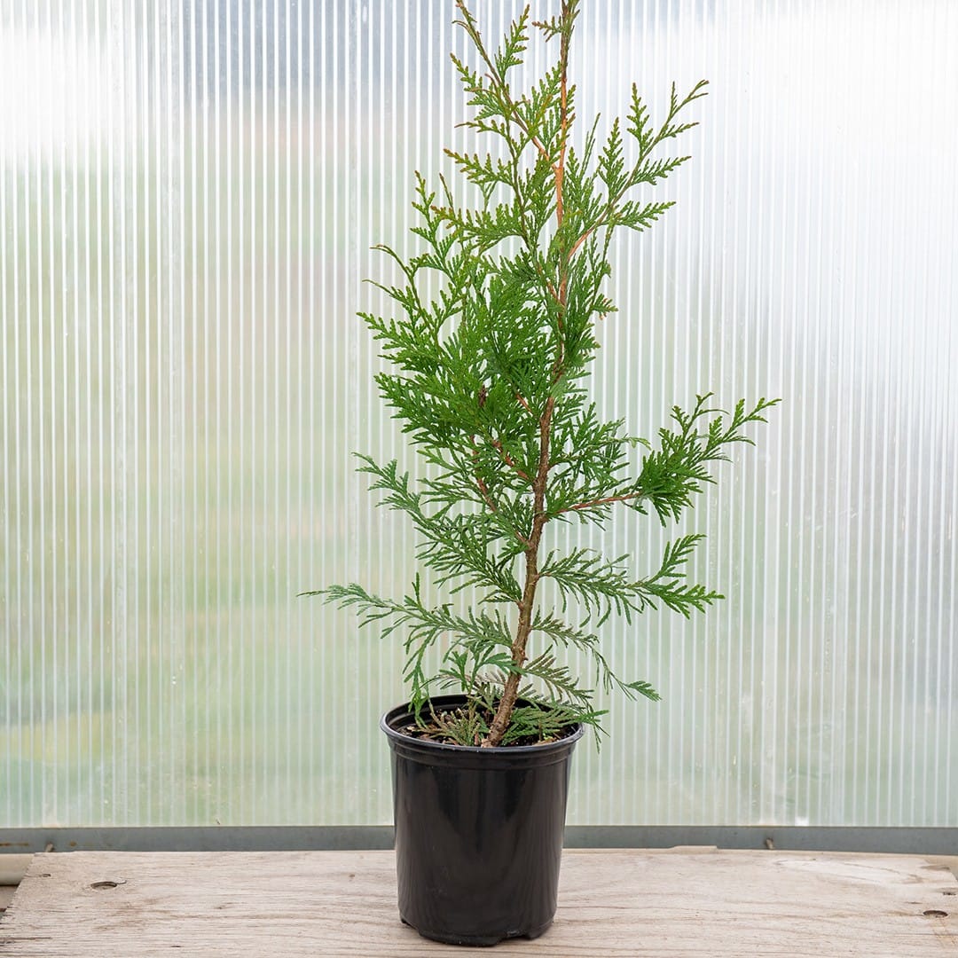 ‘Green Giant’ Arborvitae - Image 2