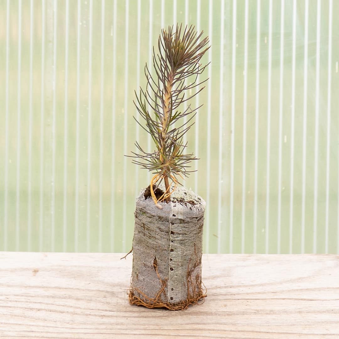 Japanese Black Pine - Image 3