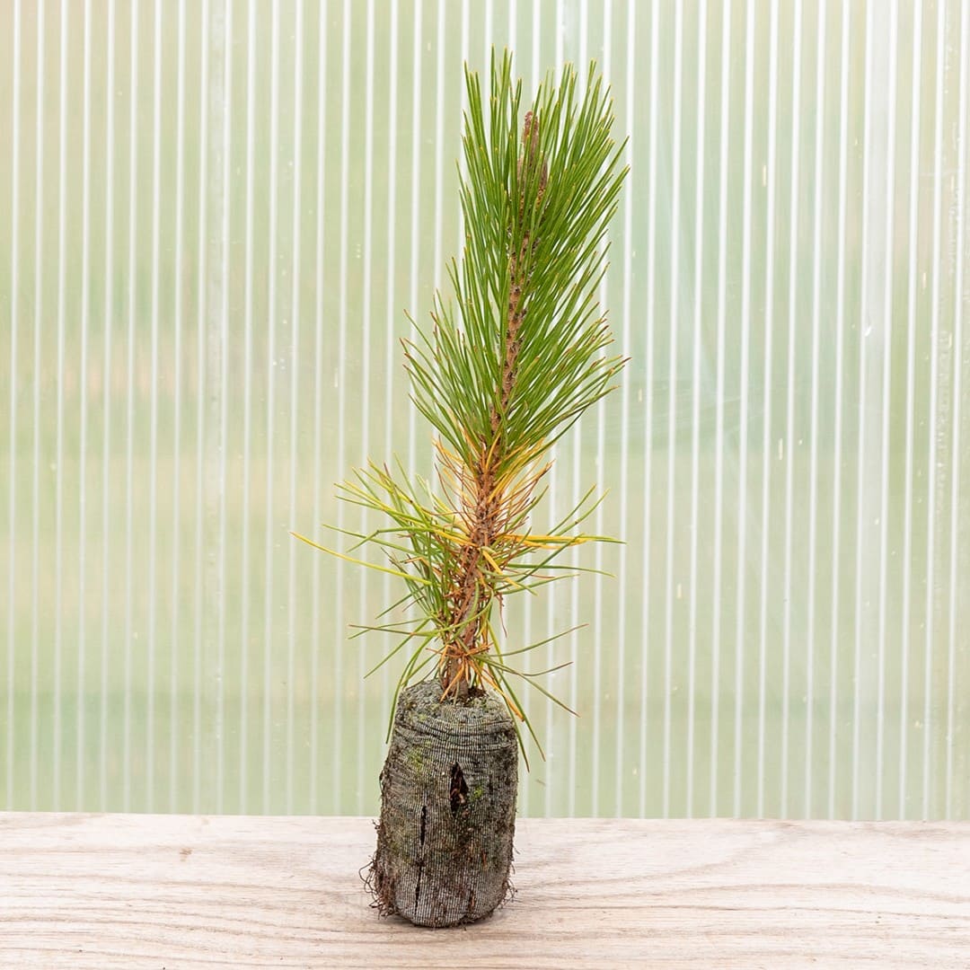Japanese Black Pine - Image 2