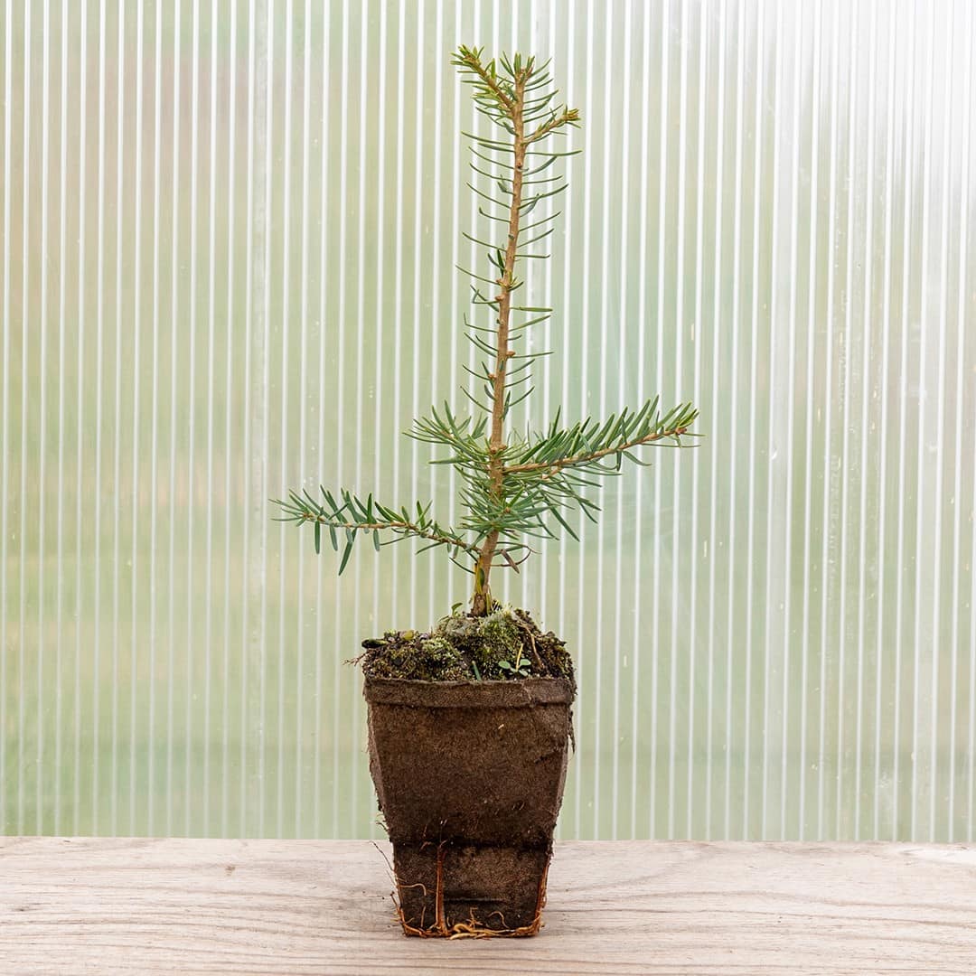 Japanese Fir