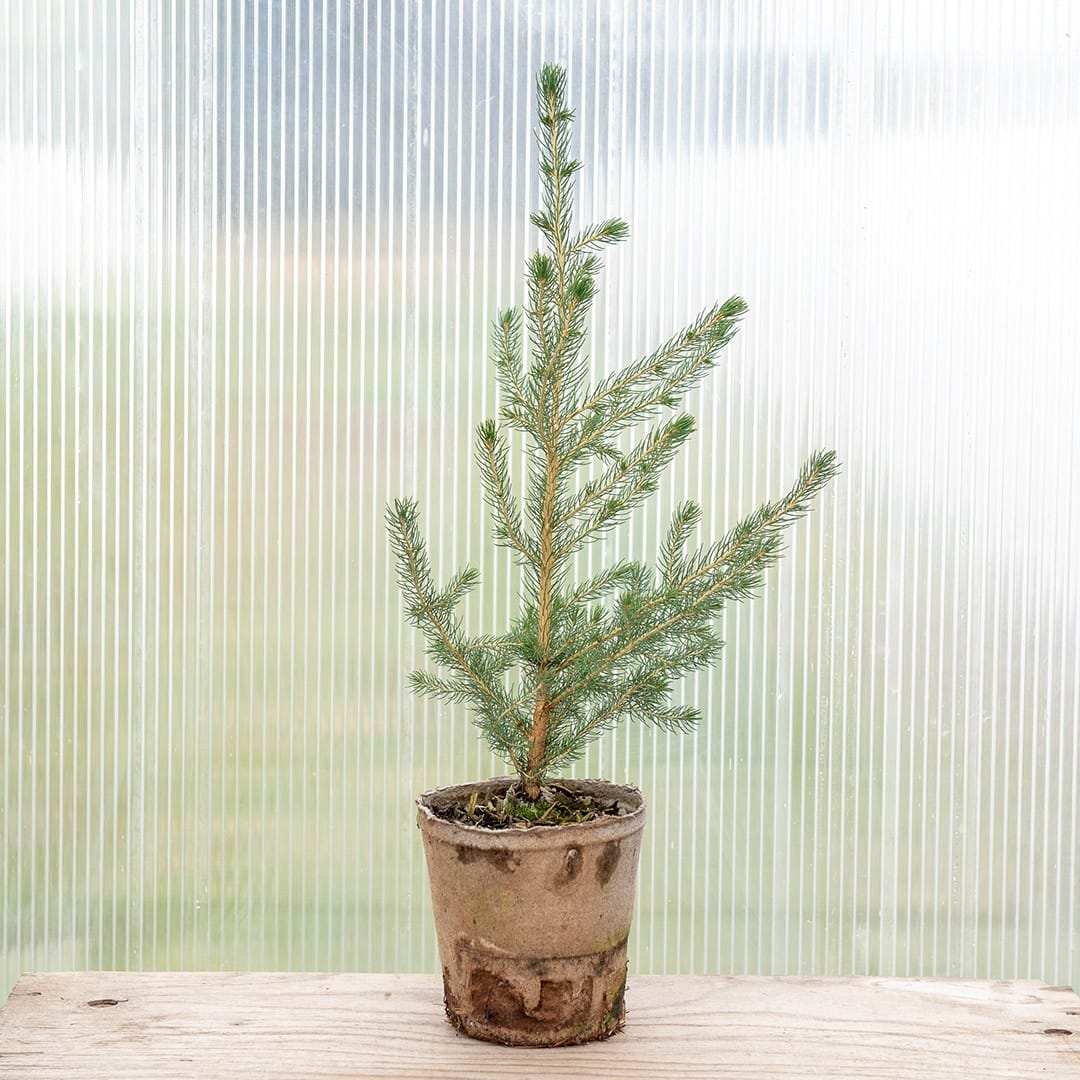 Norway Spruce - Image 3