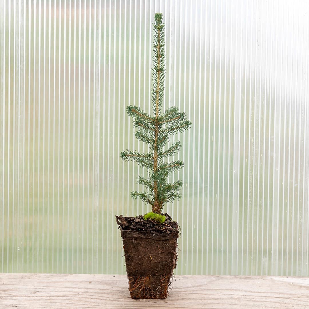 Norway Spruce - Image 4