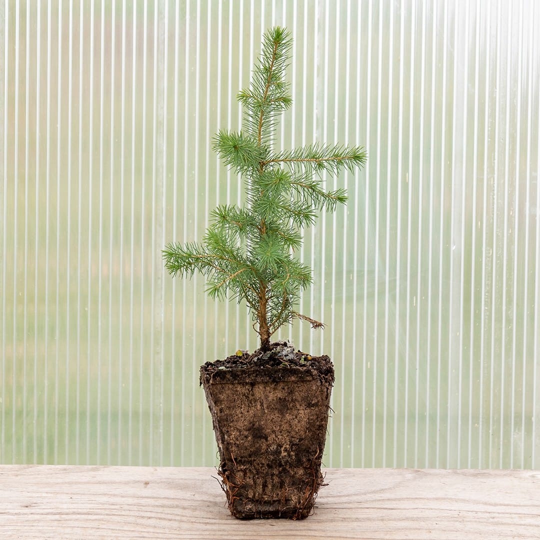 Serbian Spruce - Image 2