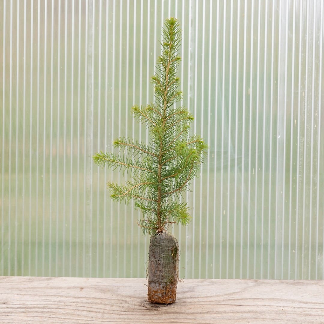 Serbian Spruce - Image 3