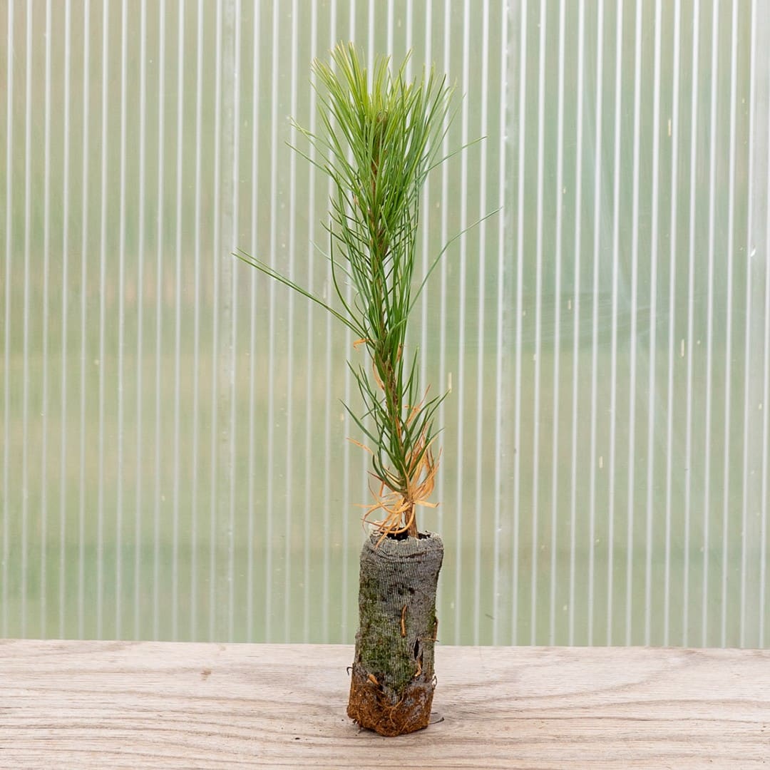 Southwestern White Pine