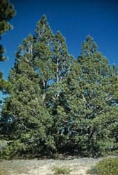 Rocky Mountain Juniper - Image 2
