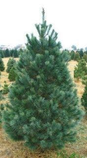 Southwestern White Pine - Image 2