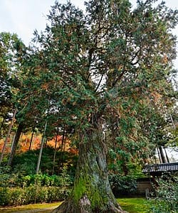 Japanese White Cedar