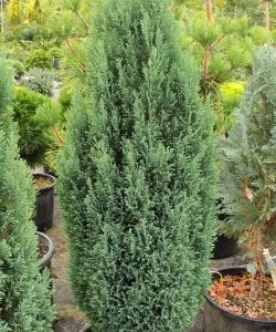 Lawson Cypress