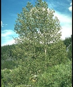 California Poplar