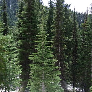 Subalpine Fir