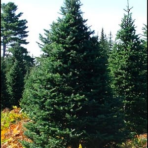 Balsam Fir 'Nova Scotia'