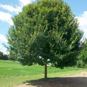 Chinese Elm