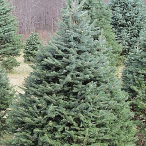 Corkbark Fir