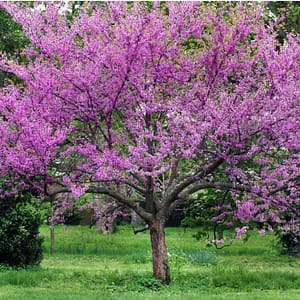Judas Tree