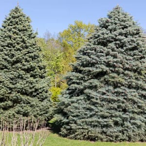 Concolor Fir 'Kaibab'