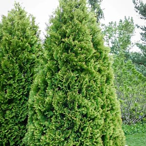 American Arborvitae