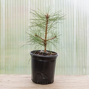 Austrian Pine