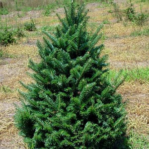 Balsam Fir ‘Cooks’