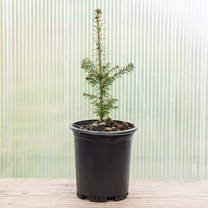 Balsam Fir ‘Sheet Harbor’