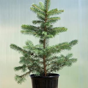 Blue Wonder Colorado Spruce