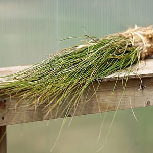 Vans ‘Cape’ American Beach Grass