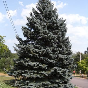Colorado Blue Spruce ‘Apache’