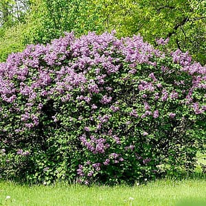 Common Lilac