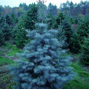Concolor Fir ‘Swifts Silver’
