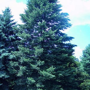 Douglas Fir Green ‘British Columbia’