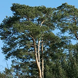 East Anglia Scotch Pine
